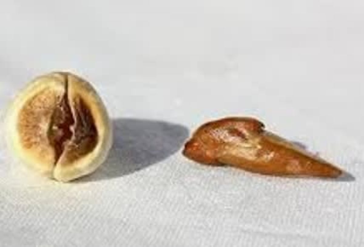 Adam & Eve Root
