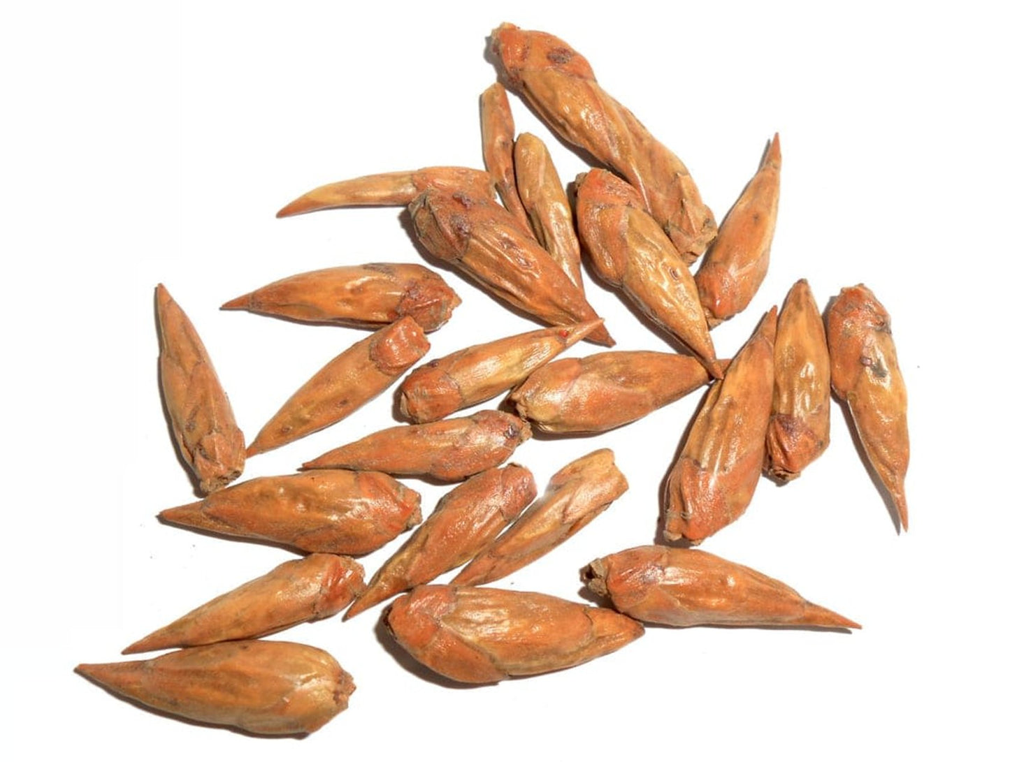 Balm of Gilead Root