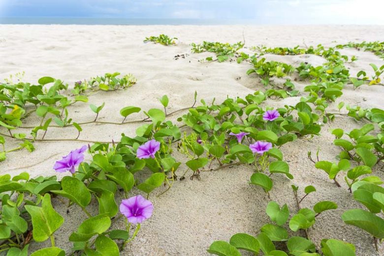 Railroad Vine - dried