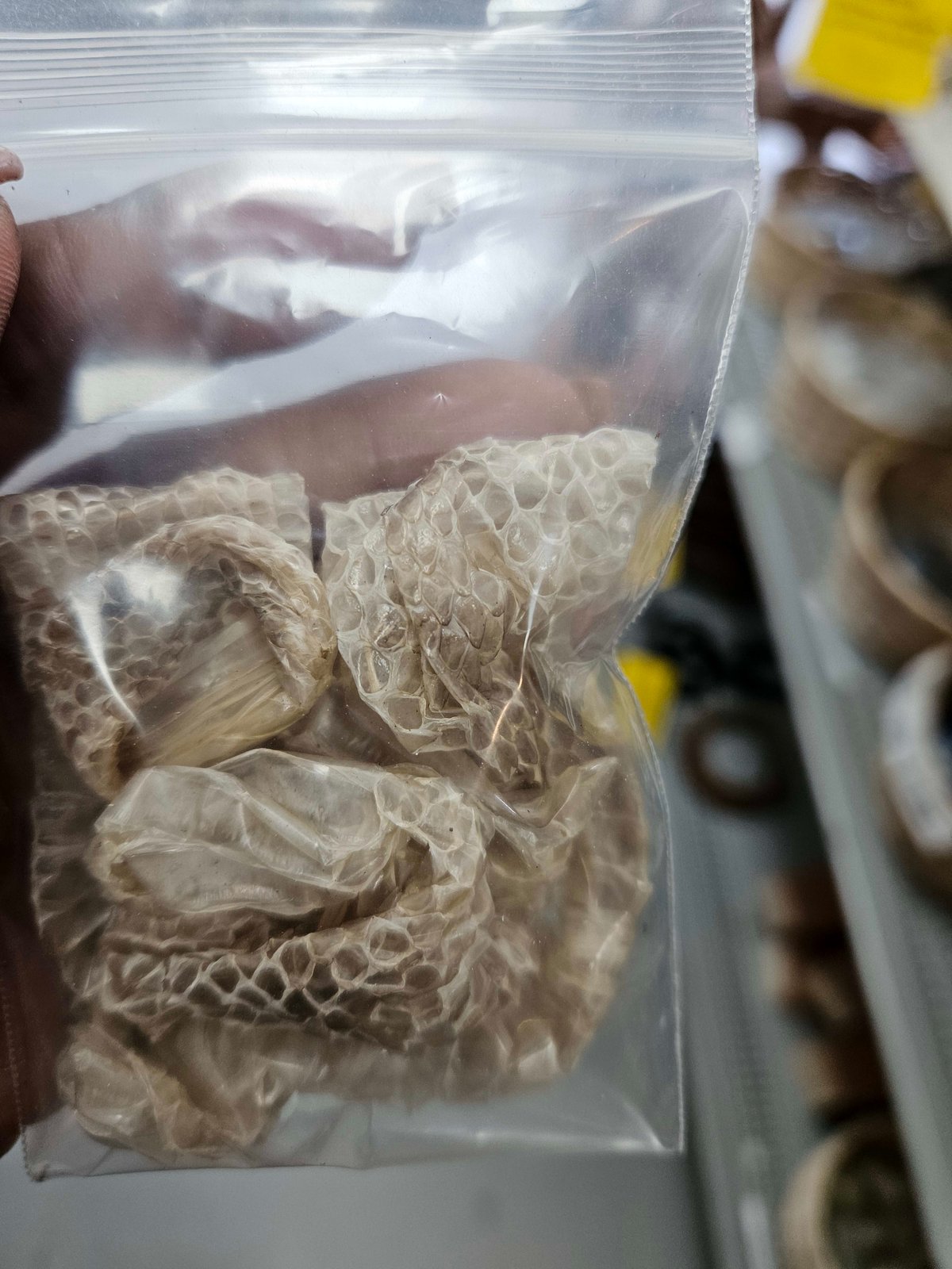 Snakeskin