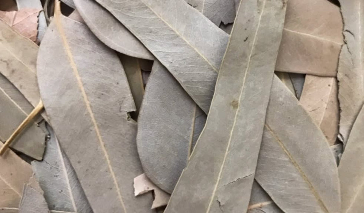 Eucalyptus