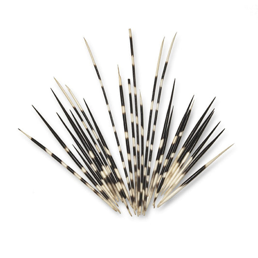 Porcupine Quill