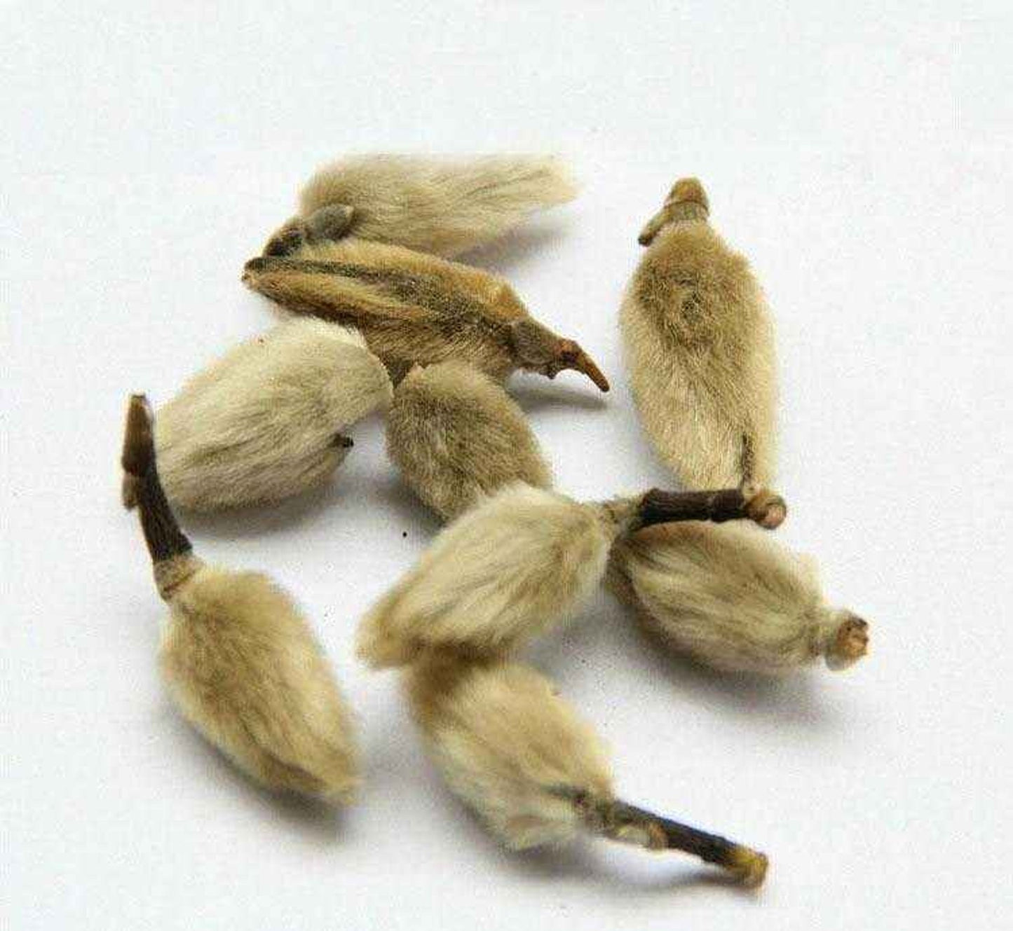 Magnolia Flower Buds